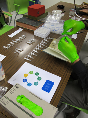 Parchment exfoliation 2